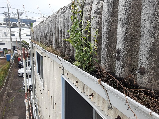 雨どい内の植物